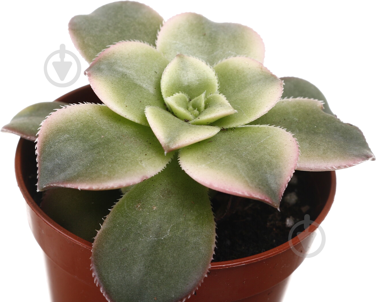 Растение комнатное Суккулент 5х8 см - фото 12