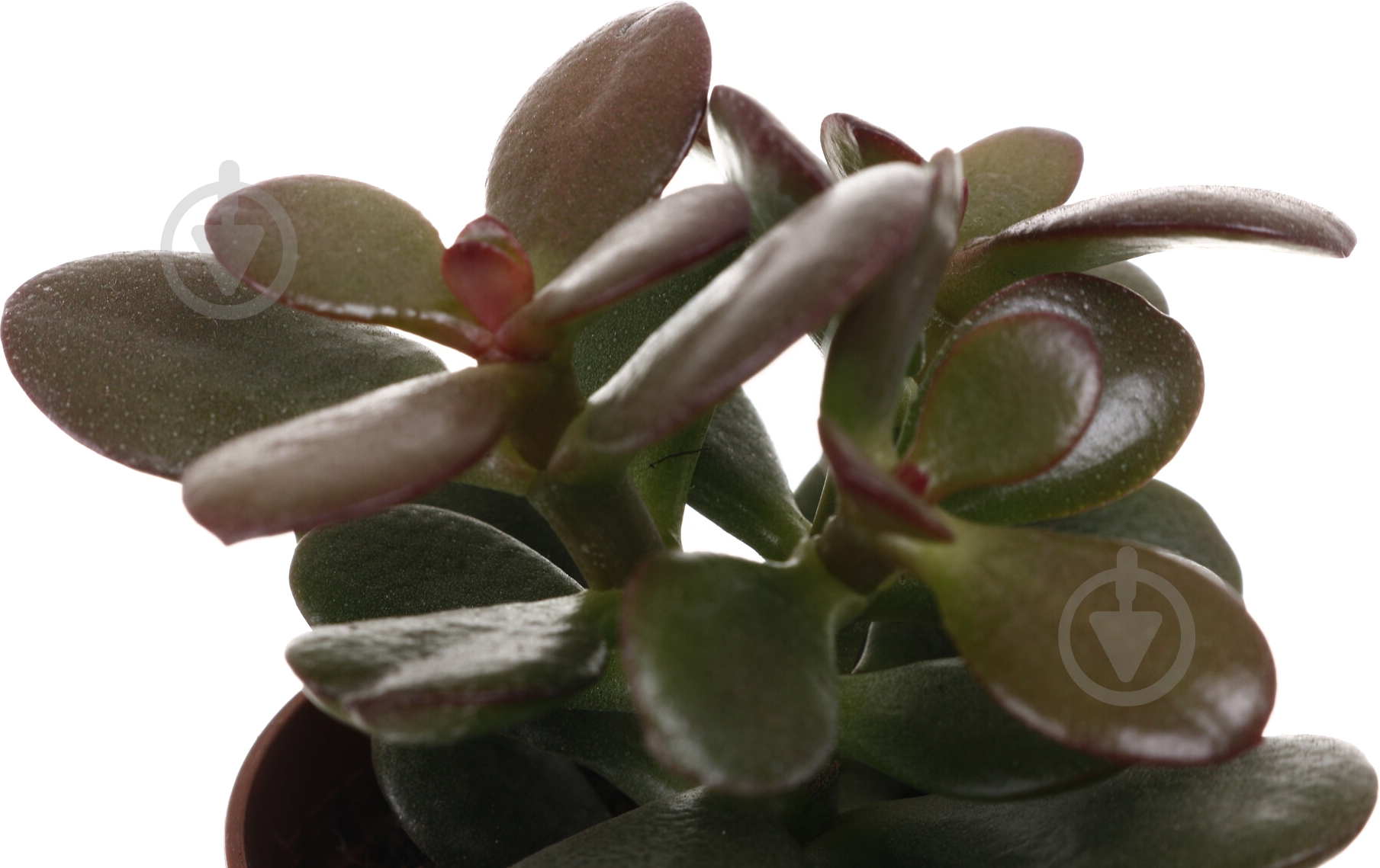 Растение комнатное Суккулент 5х8 см - фото 16