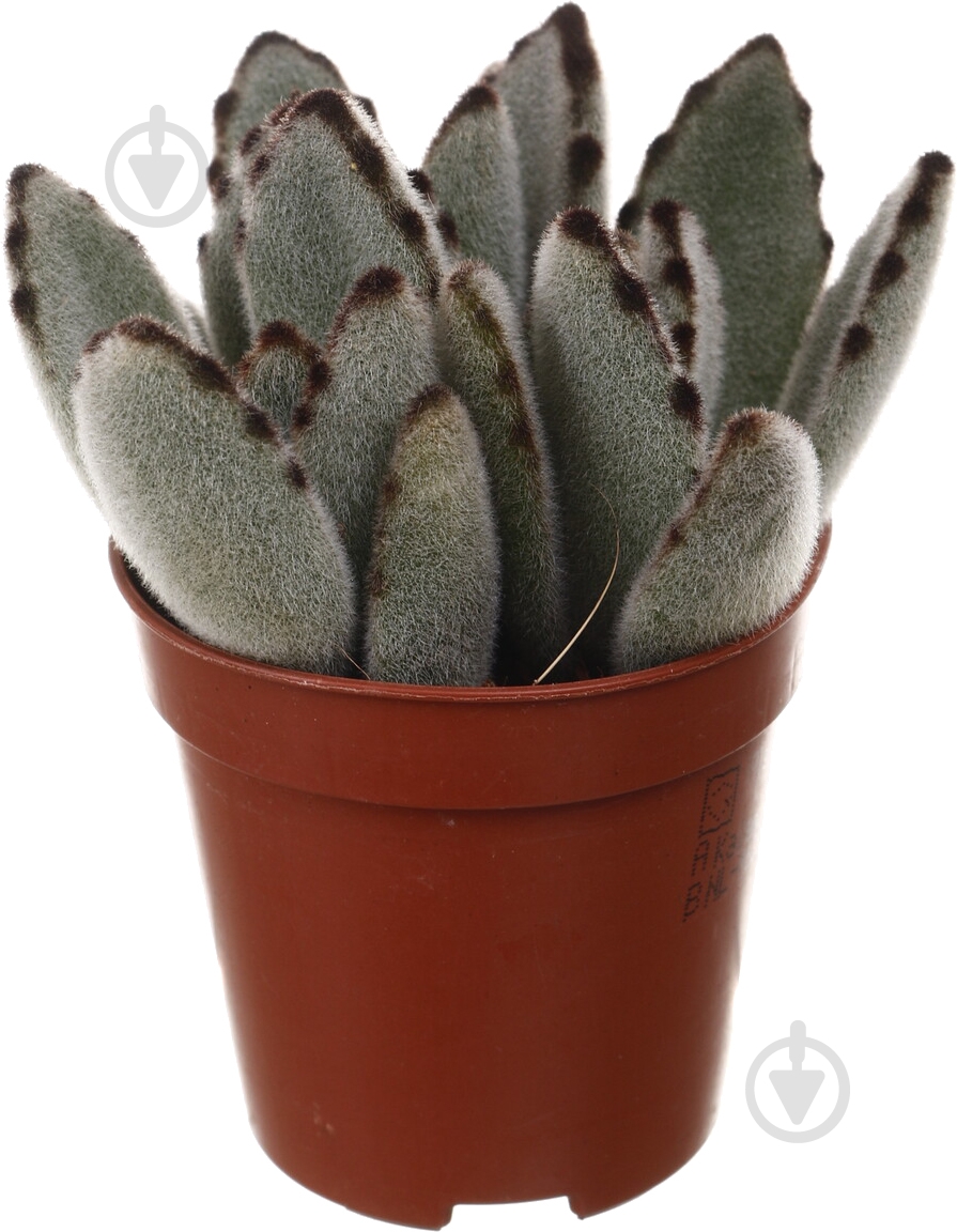 Растение комнатное Суккулент 5х8 см - фото 17