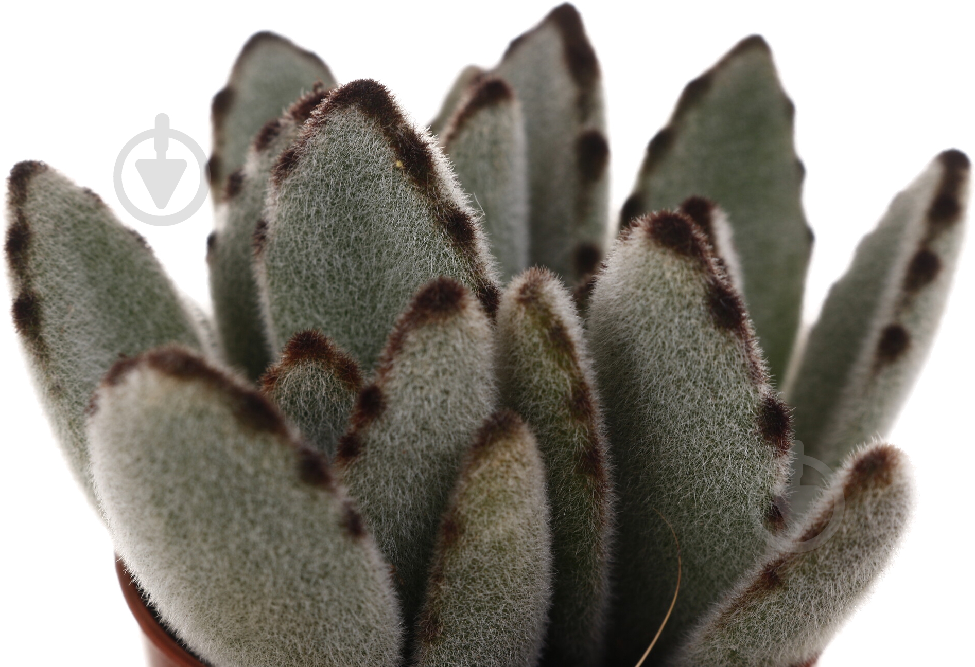 Растение комнатное Суккулент 5х8 см - фото 18