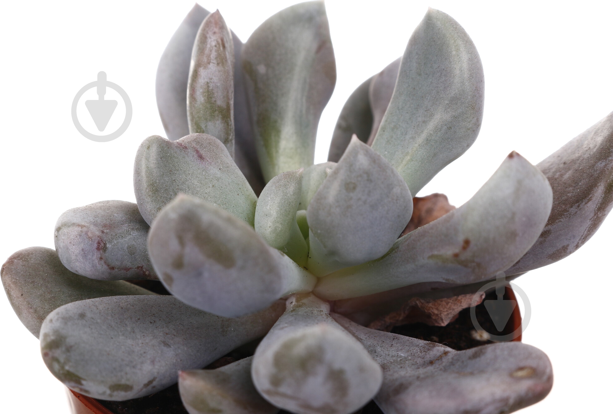 Растение комнатное Суккулент 5х8 см - фото 24