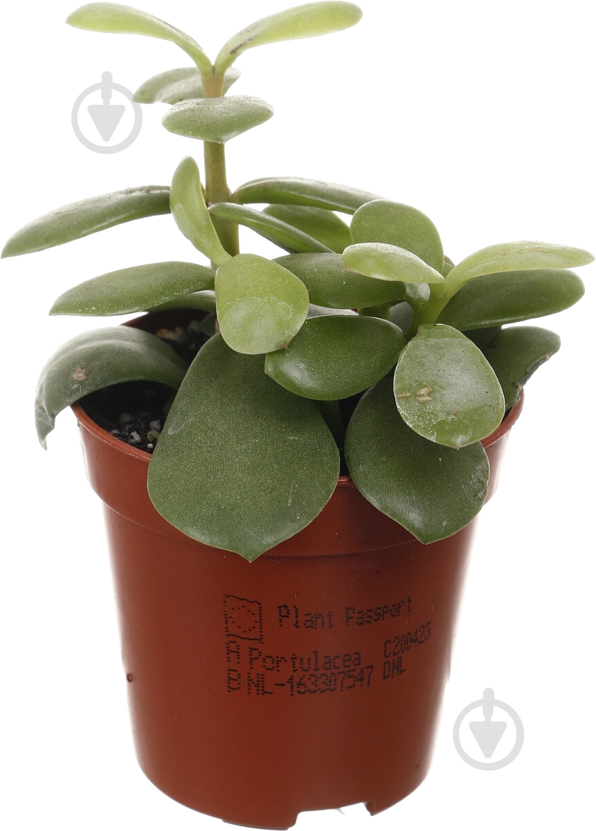 Растение комнатное Суккулент 5х8 см - фото 5