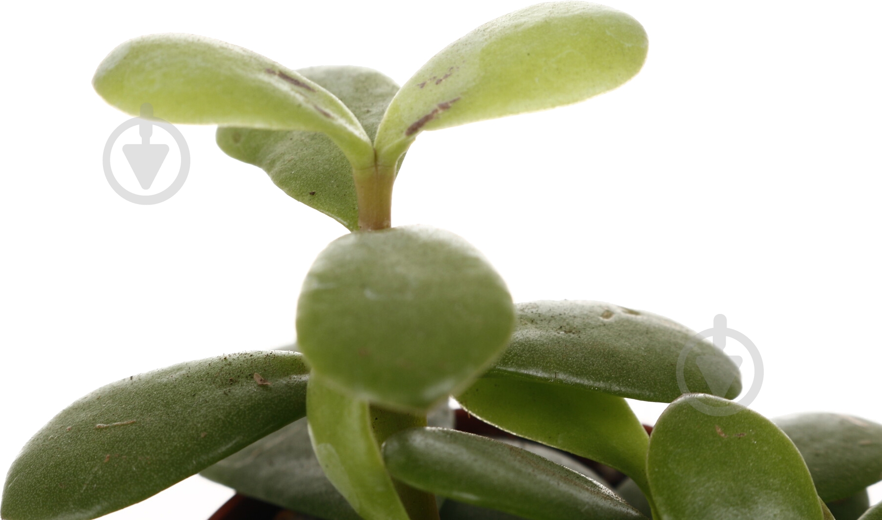 Растение комнатное Суккулент 5х8 см - фото 6