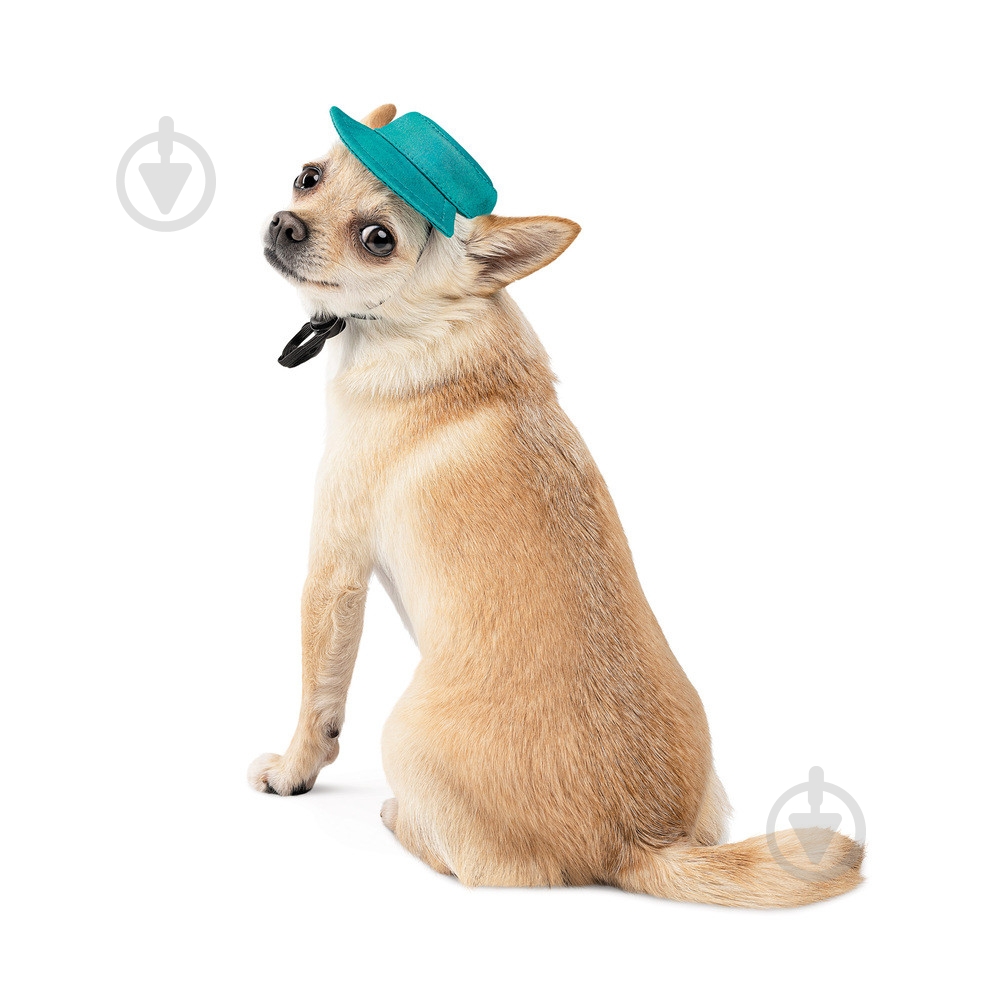 Панамка Pet Fashion Rob для собак с фиксатором XS бирюзовая - фото 2 Панамка Pet Fashion Rob для собак с фиксатором XS бирюзовая - фото 2