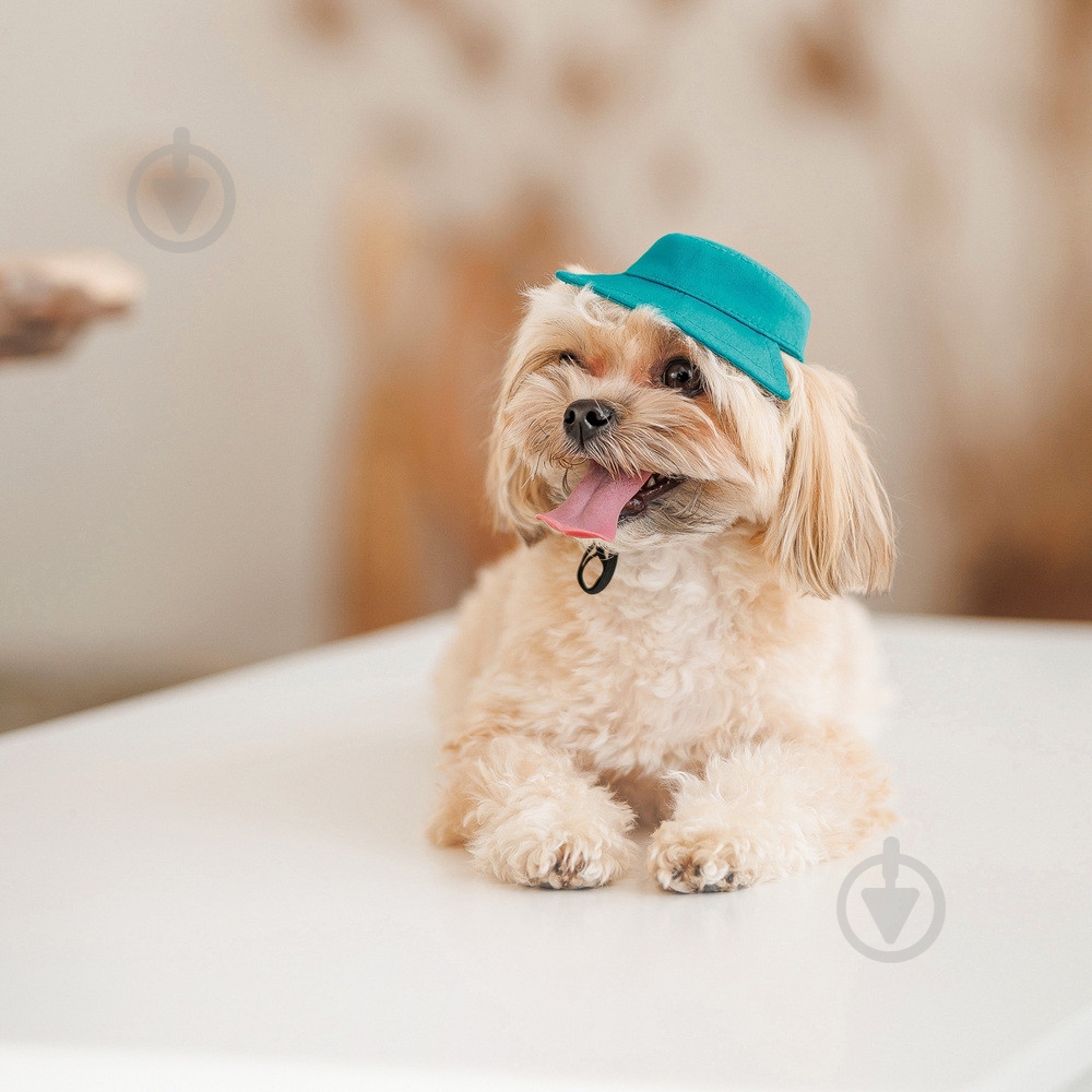 Панамка Pet Fashion Rob для собак с фиксатором XS бирюзовая - фото 5 Панамка Pet Fashion Rob для собак с фиксатором XS бирюзовая - фото 5