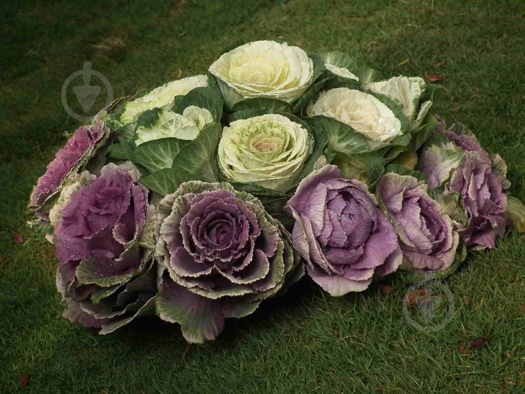 Растение Брассика 9x15 см - фото 3