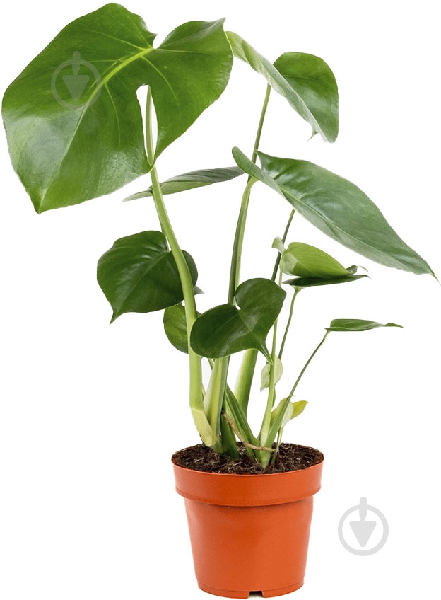 Растение Монстера 17/75 - фото 1 Растение Монстера 17/75 - фото 1