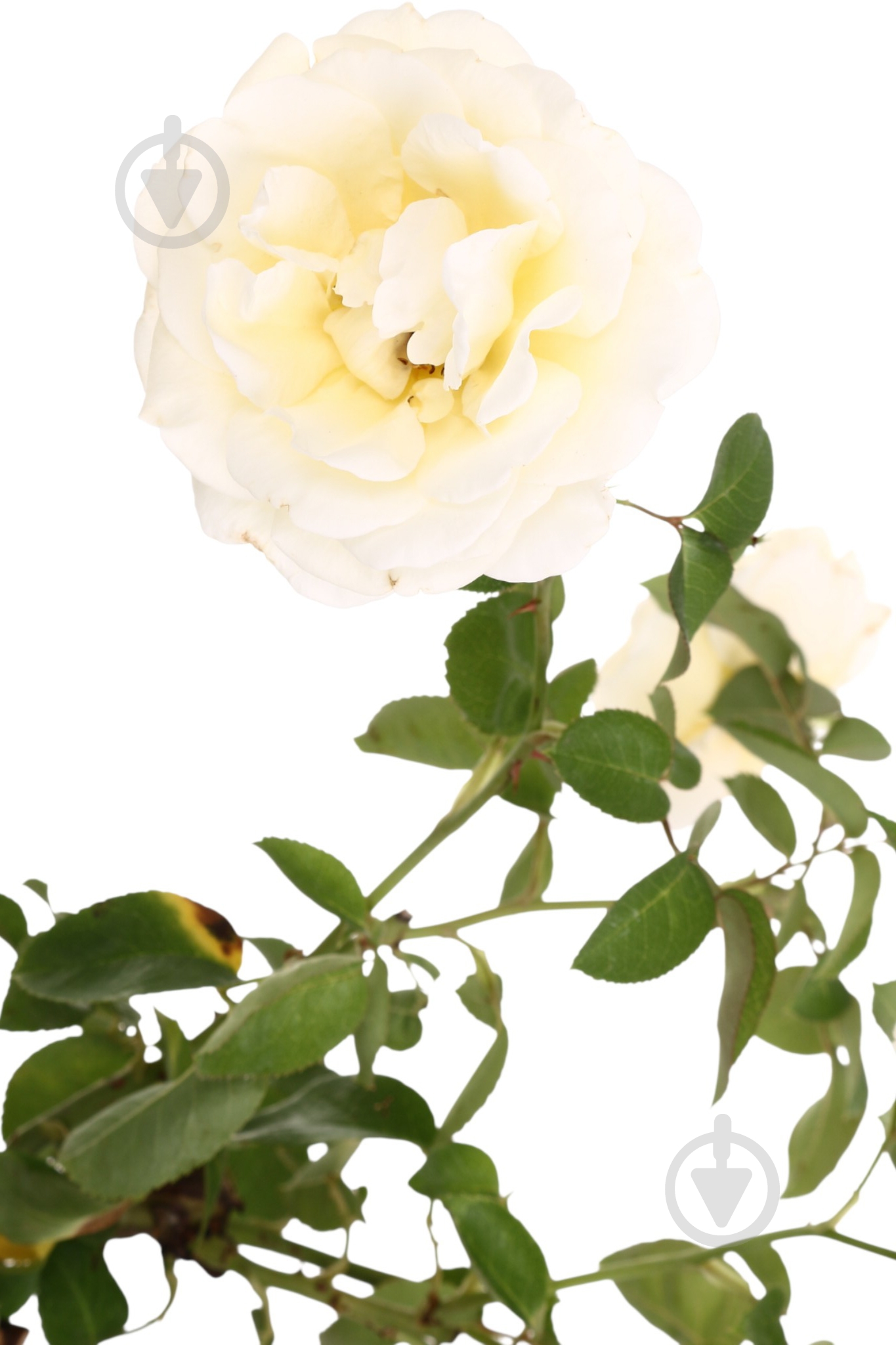 Саженец розы (3л) - фото 3