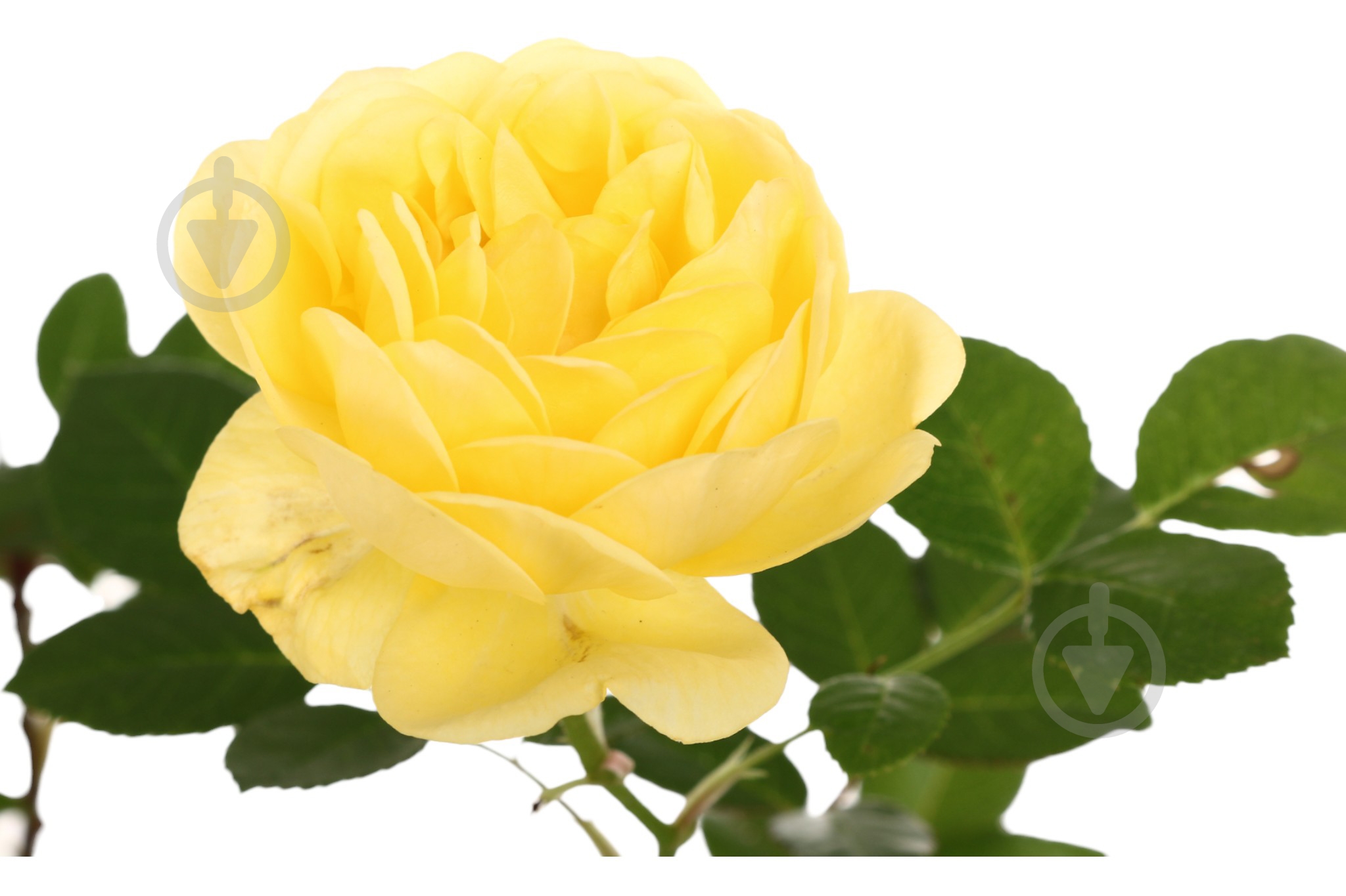 Саженец розы (3л) - фото 4