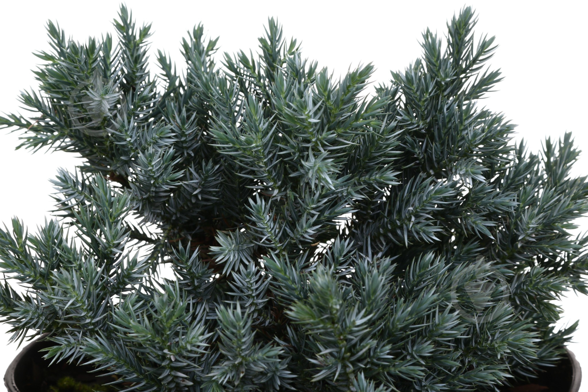 Растение Можжевельник Blue star C3 - фото 2