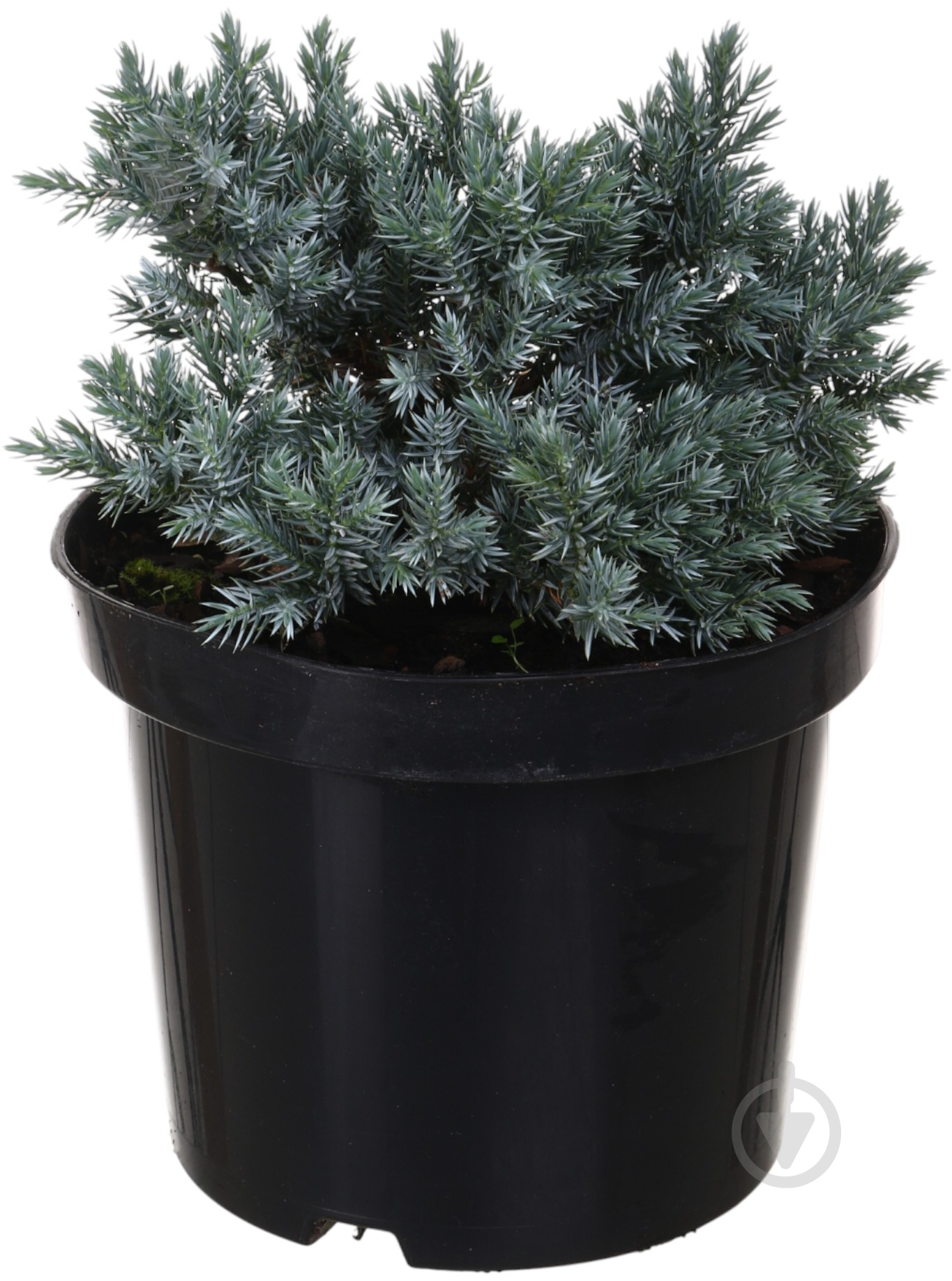 Растение Можжевельник Blue star C3 - фото 1