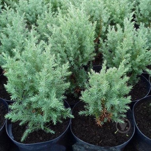 Растение Можжевельник Stricta C3 - фото 2