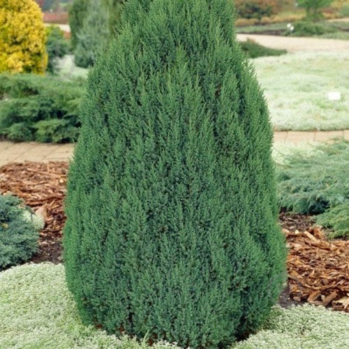 Растение Можжевельник Stricta C3 - фото 3