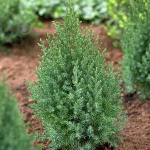 Растение Можжевельник Stricta C3 - фото 1