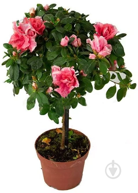 Растение Азалия d13 h35 сортовая - фото 1 Растение Азалия d13 h35 сортовая - фото 1