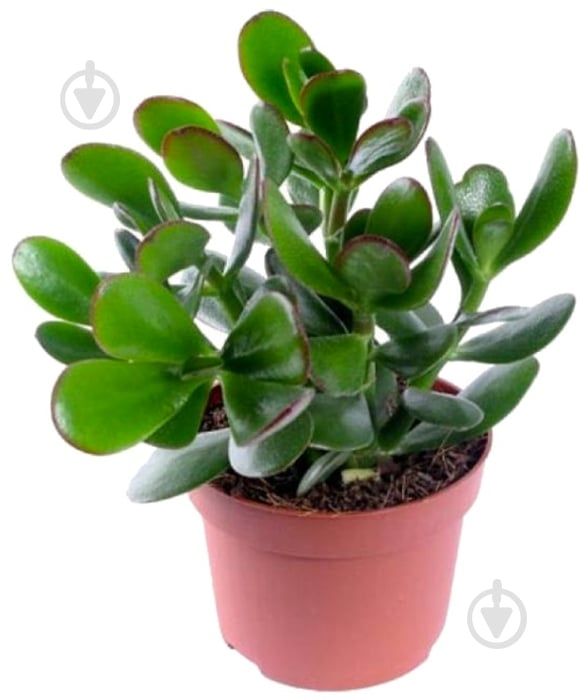 Растение комнатное Красула d12 - фото 1