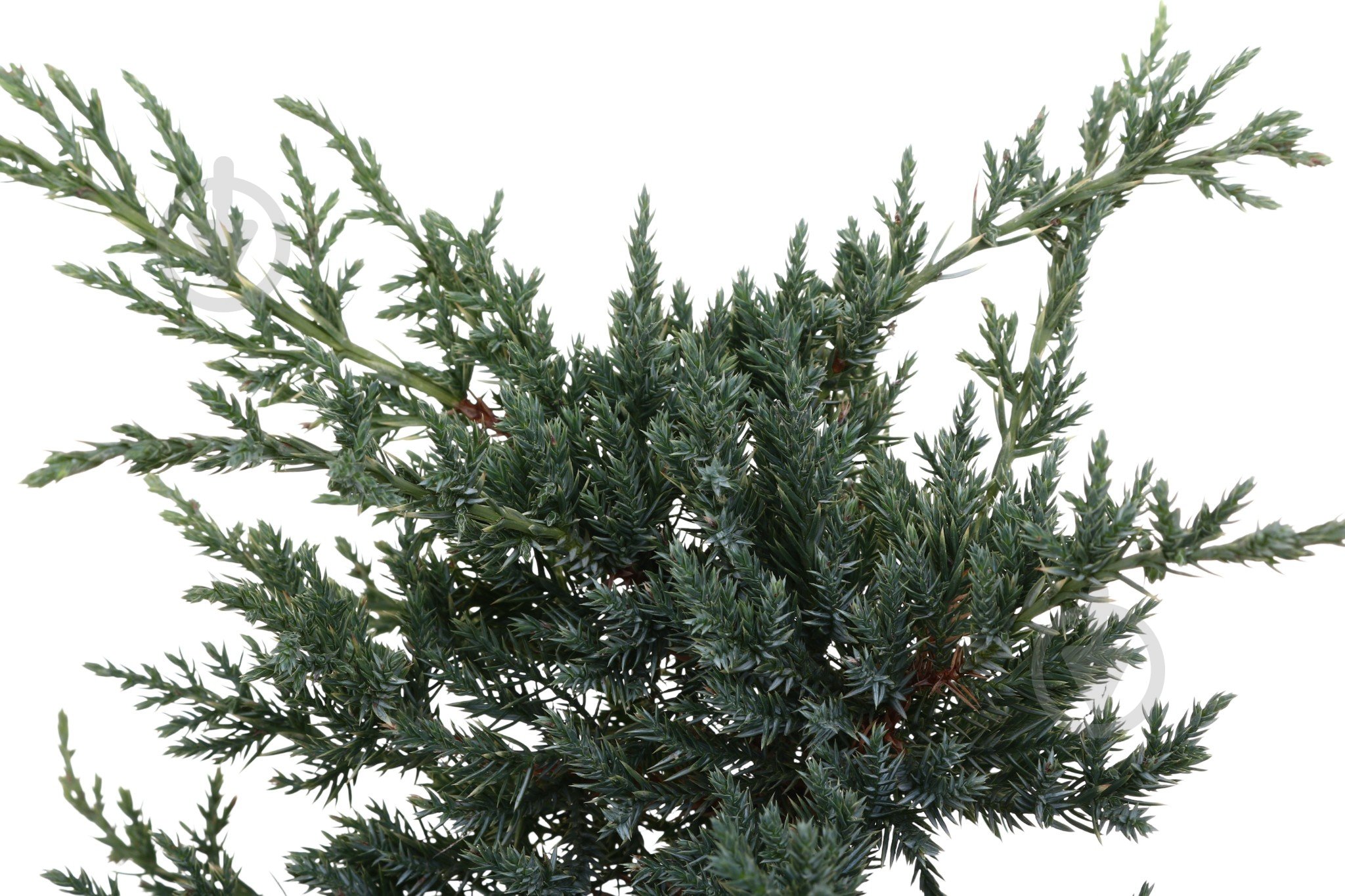 Растение Можжевельник Holger C3 - фото 2