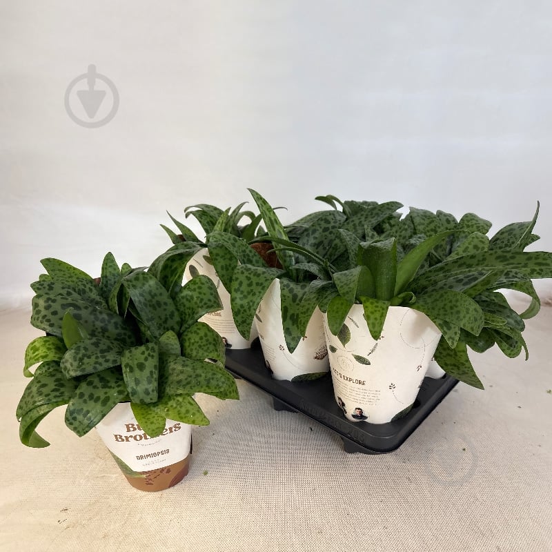 Растение Дримиопсис 12*30 Maculata - фото 1 Растение Дримиопсис 12*30 Maculata - фото 1