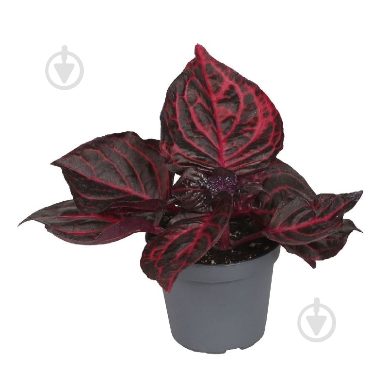 Растение Ирезине 06*12 Herbstii Bloodleaf - фото 1