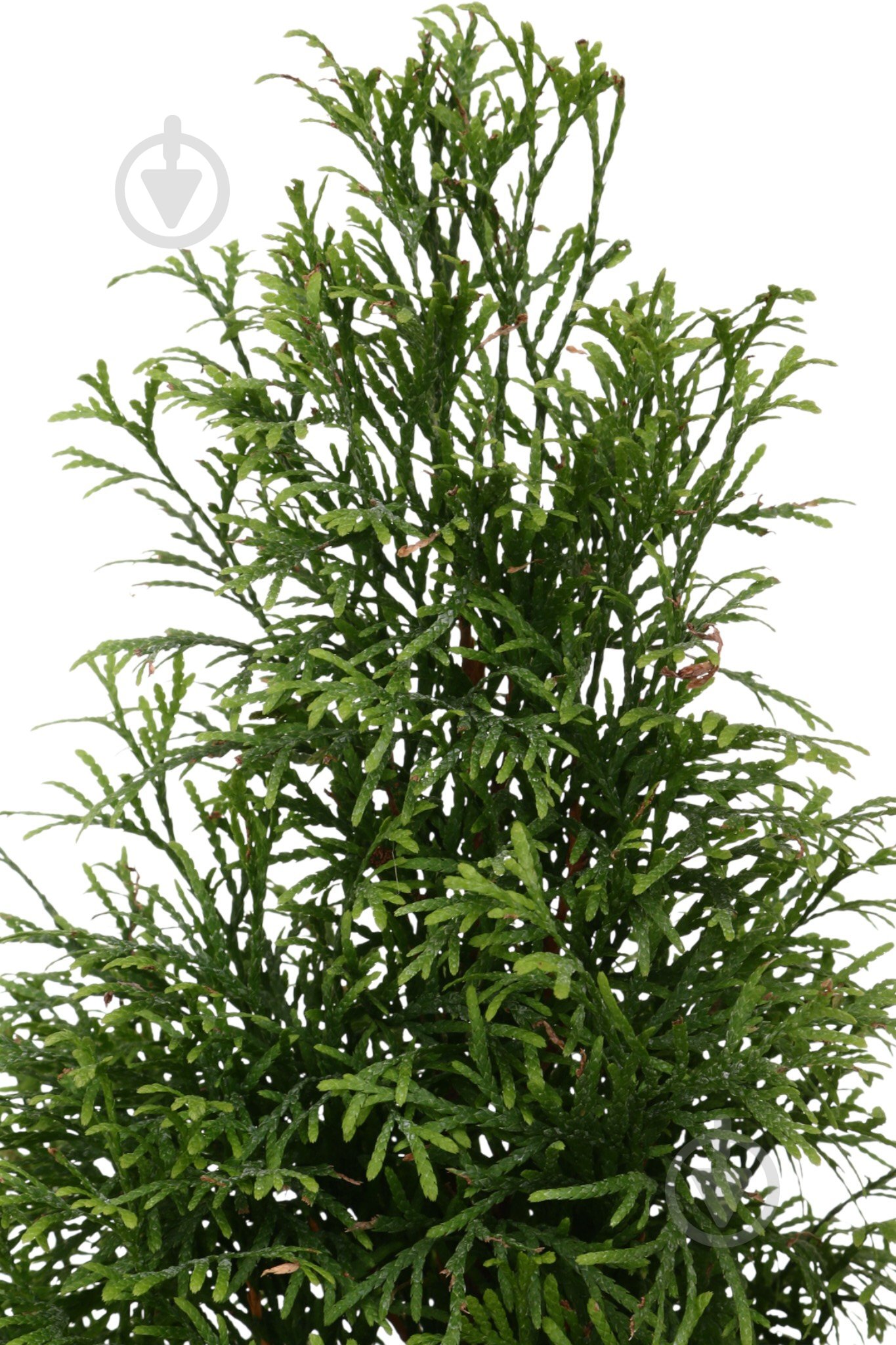 Растение Туя Smaragd Gold C3 - фото 2 Растение Туя Smaragd Gold C3 - фото 2