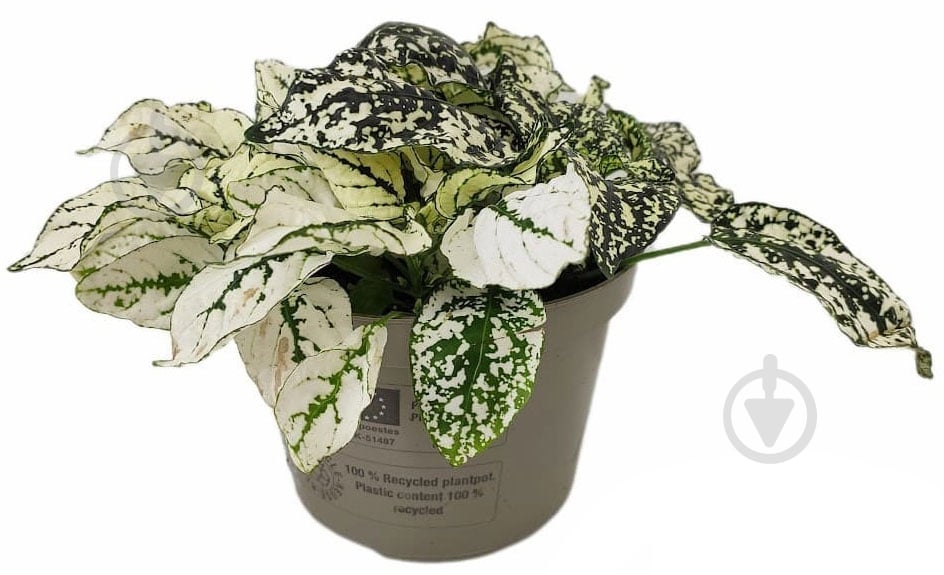 Растение Гипоэстес 11/15 - фото 1