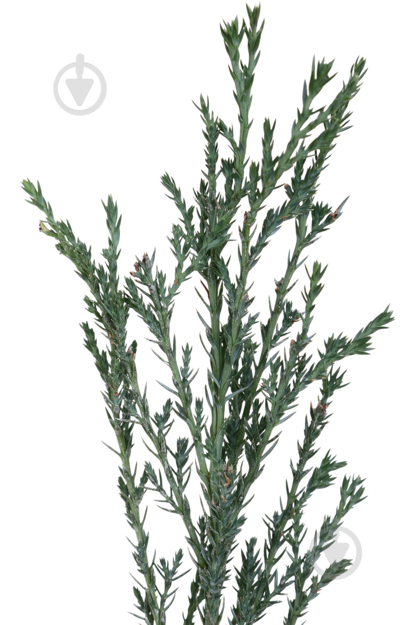 Растение Можжевельник Blue Arrow C3 - фото 2