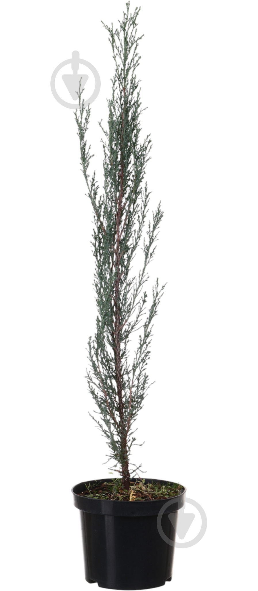 Растение Можжевельник Blue Arrow C3 - фото 1