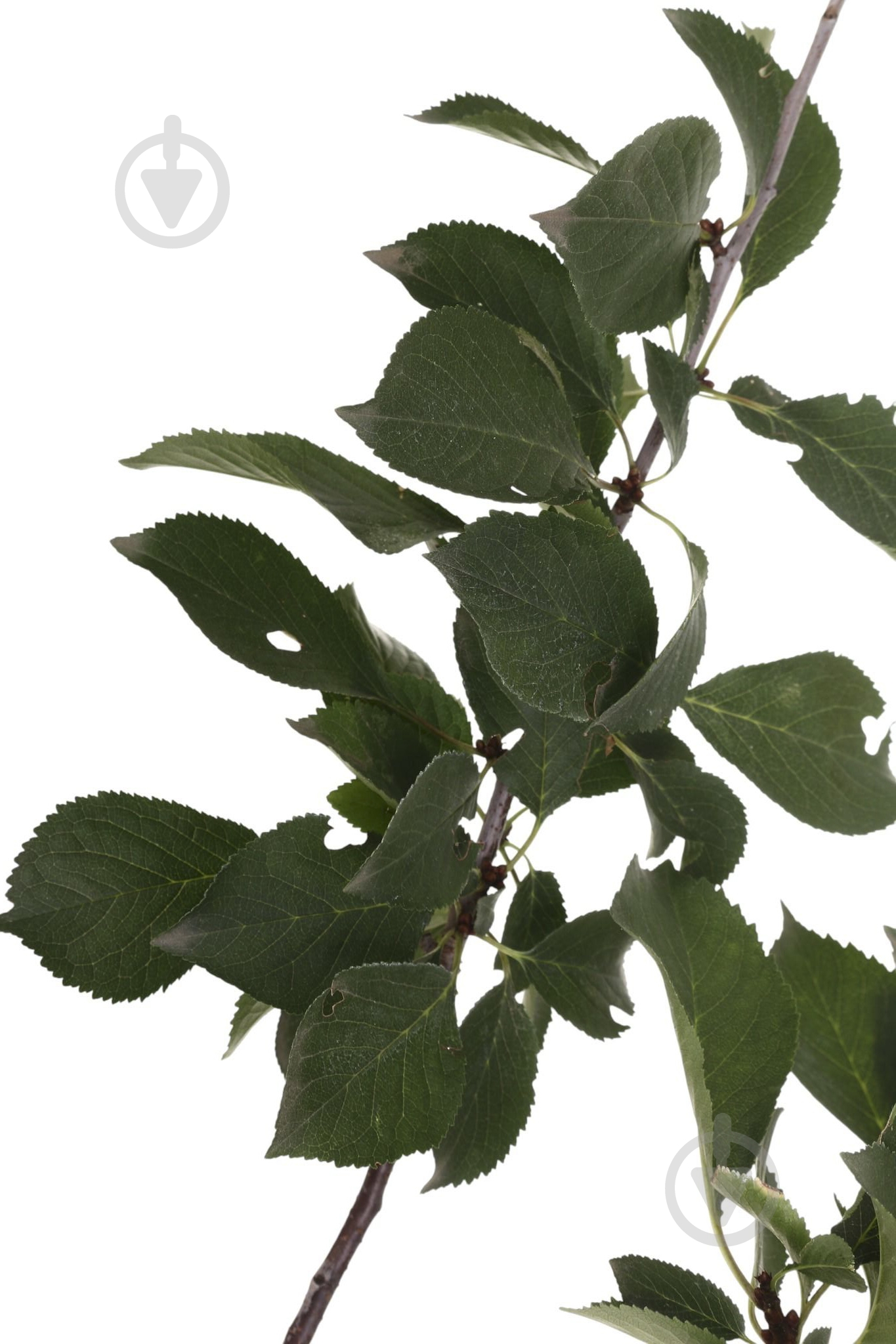 Саженец Вишня в ассортименте 3 р (L.15) - фото 3