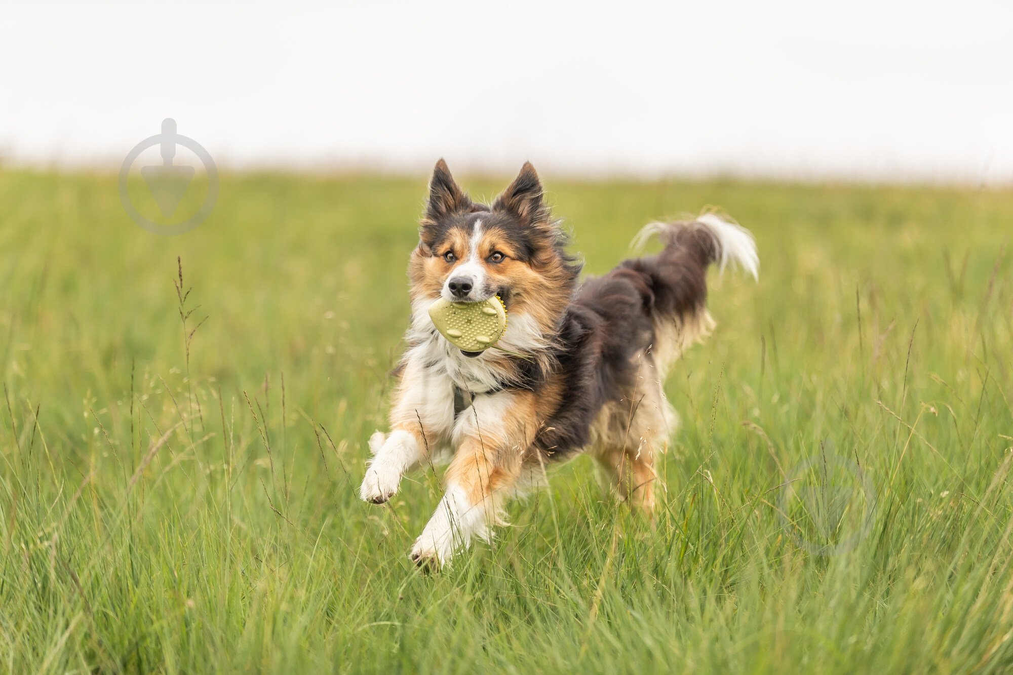 Игрушка Trixie Ёж 12 см бежевый (33507_ord) - фото 4 Игрушка Trixie Ёж 12 см бежевый (33507_ord) - фото 4