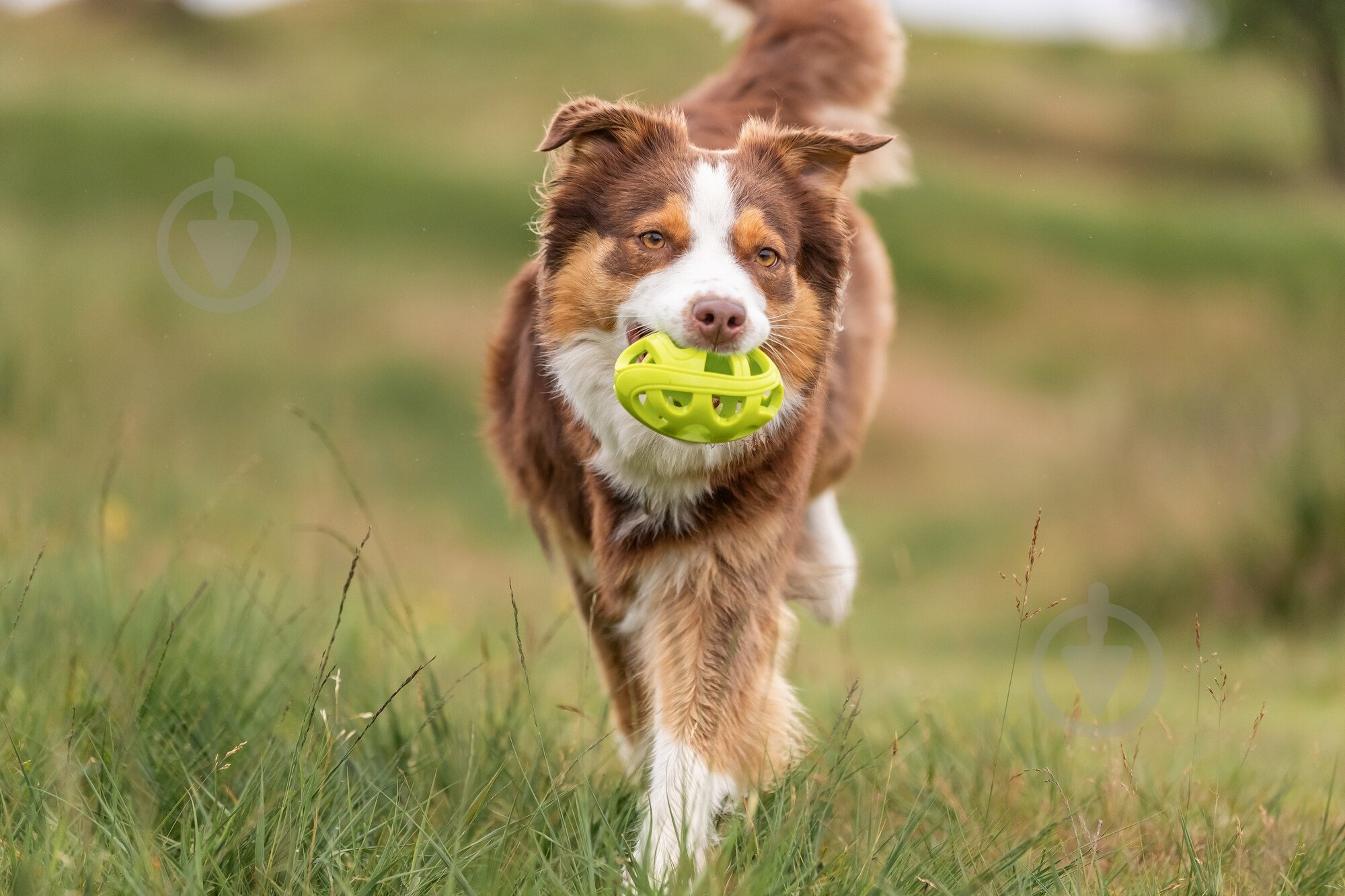 Мяч Trixie для регби желтый 11 см желтый (33544_ord) - фото 5