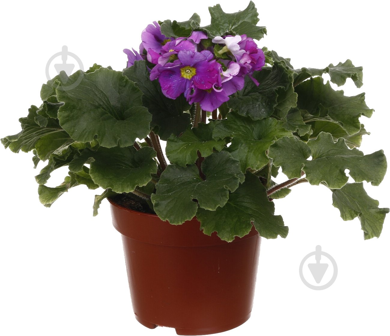 Рослина Примула 13/45 - фото 1