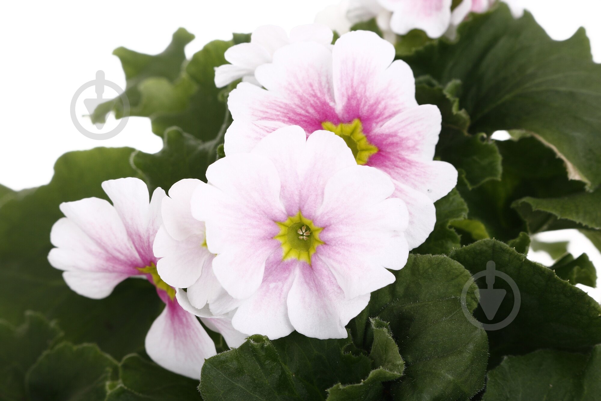 Рослина Примула 13/45 - фото 4