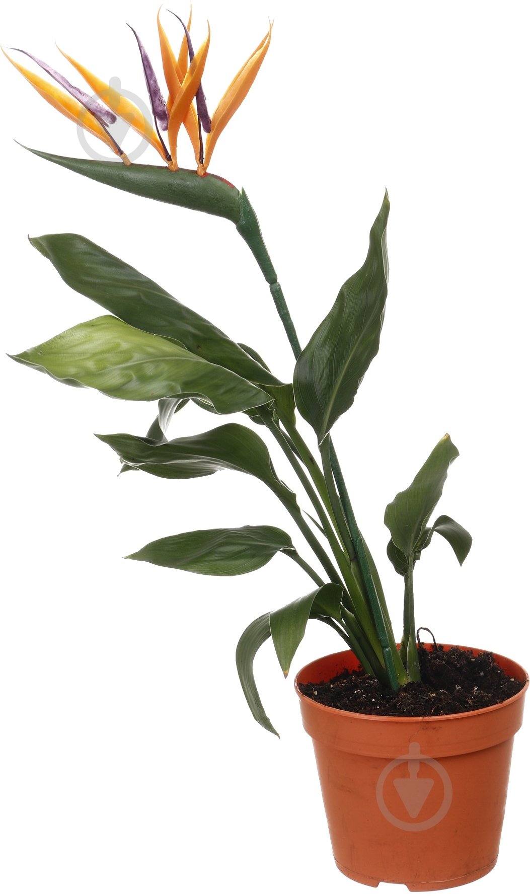 Растение Стрелиция d12/h45 - фото 1