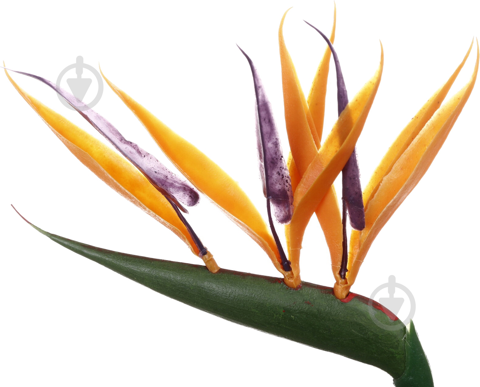 Растение Стрелиция d12/h45 - фото 2