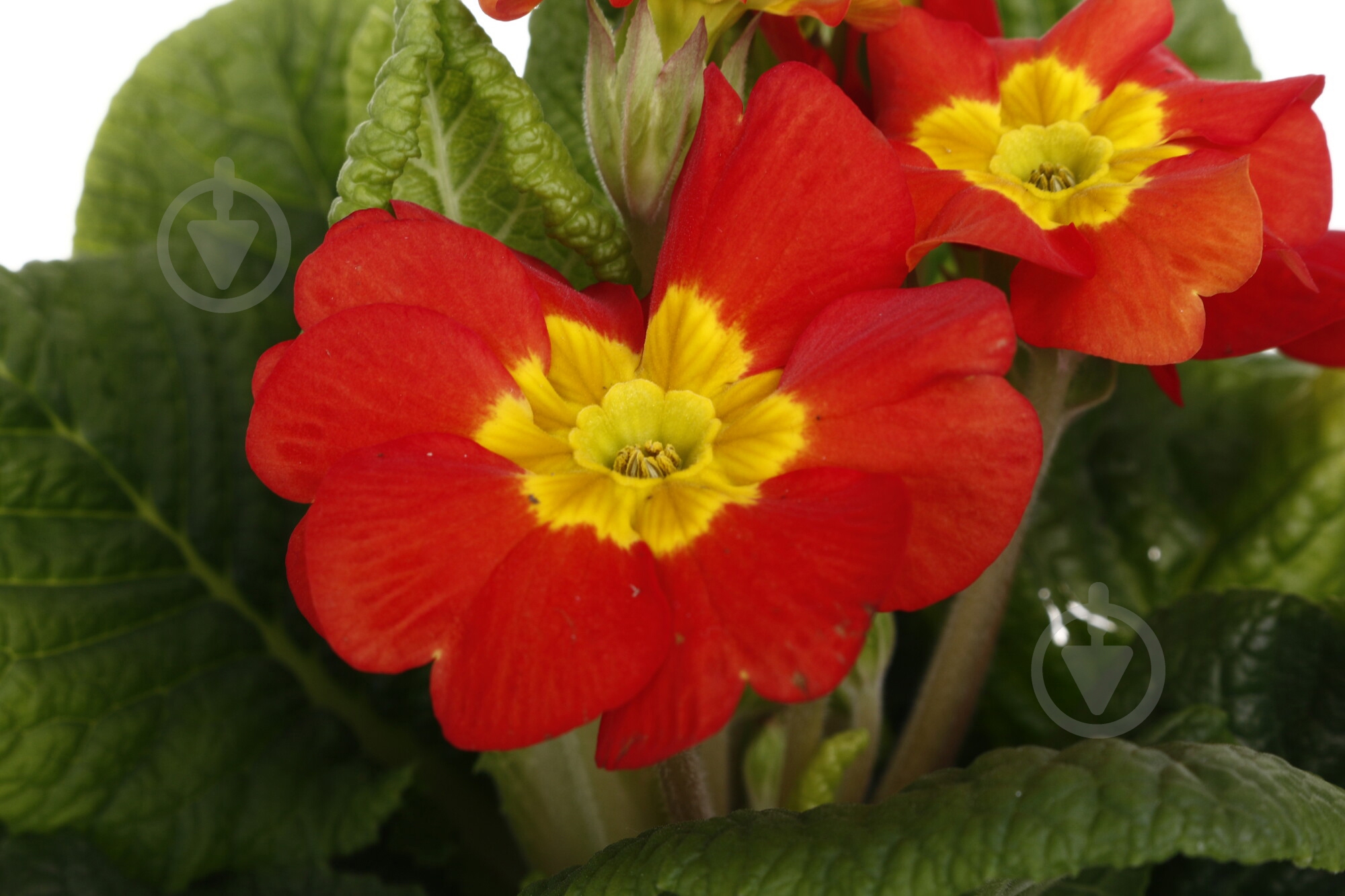 Растение Примула 10,5/20 мікс. - фото 6