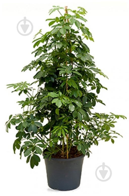 Растение Шеффлера d32/h170 - фото 1 Растение Шеффлера d32/h170 - фото 1