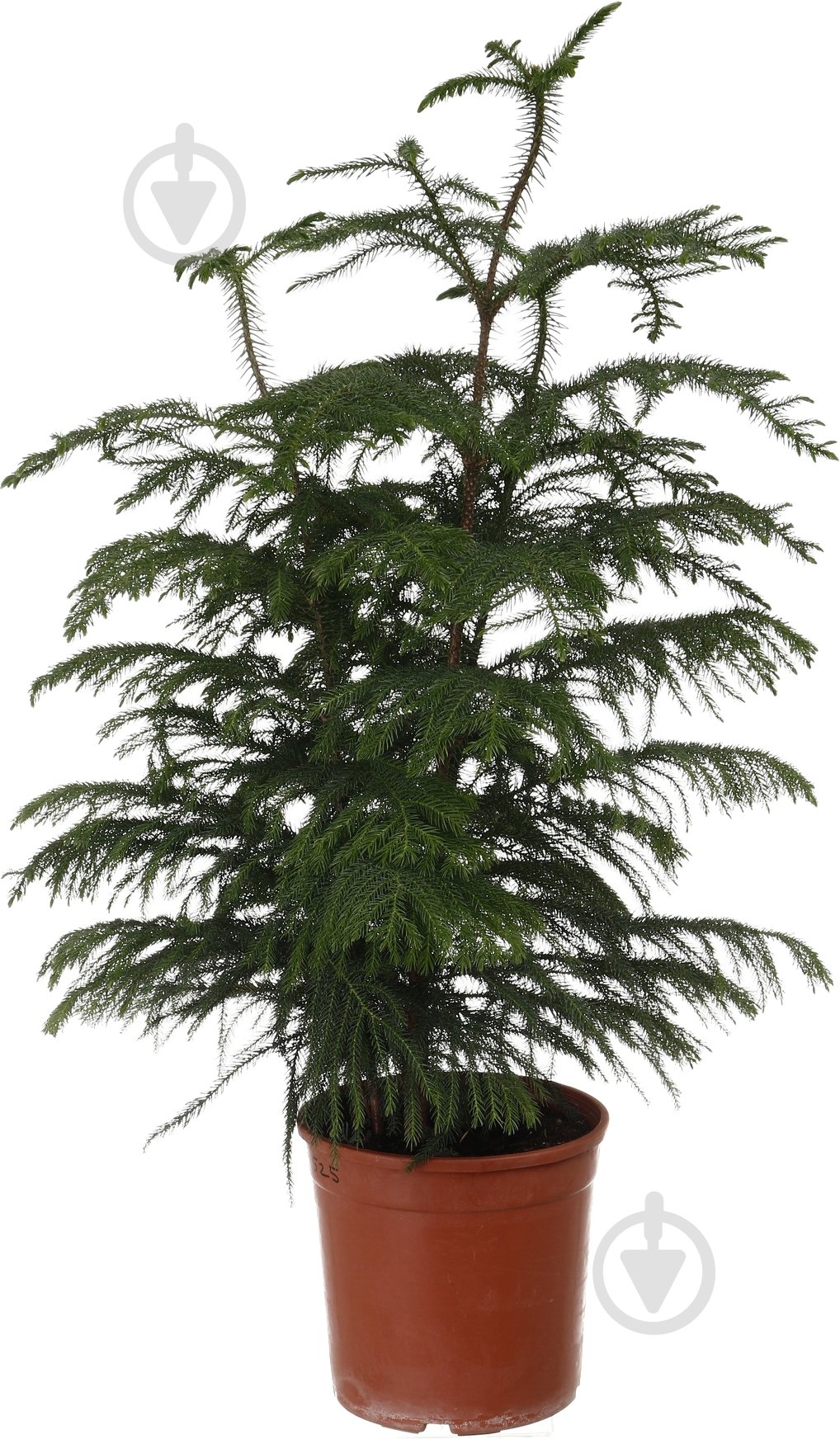 Растение Араукария 24//100 - фото 1 Растение Араукария 24//100 - фото 1