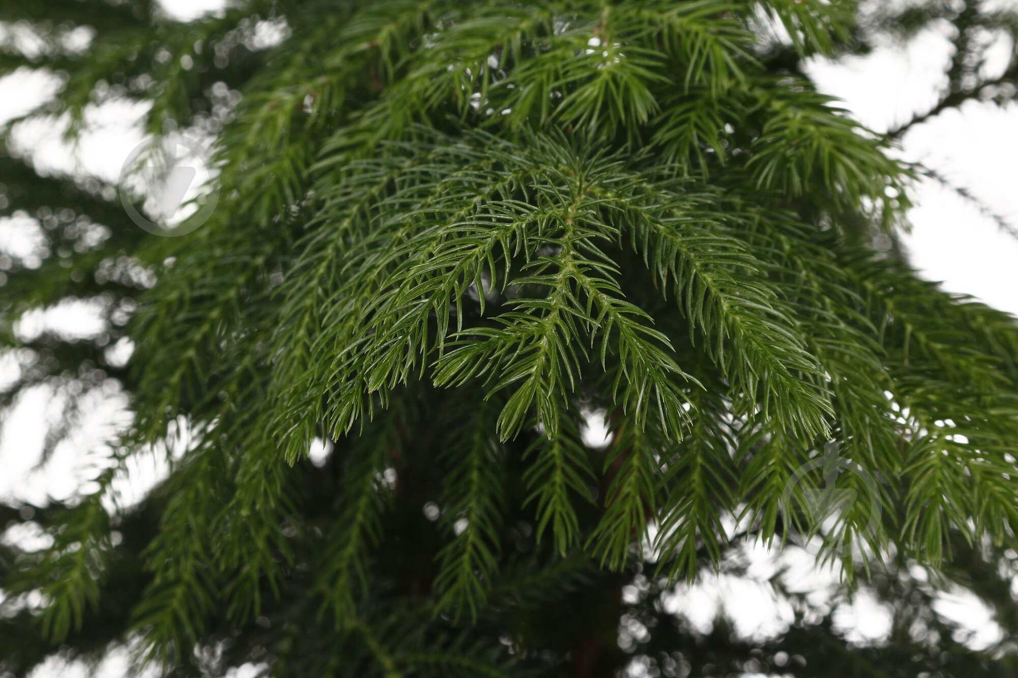 Растение Араукария 24//100 - фото 2 Растение Араукария 24//100 - фото 2