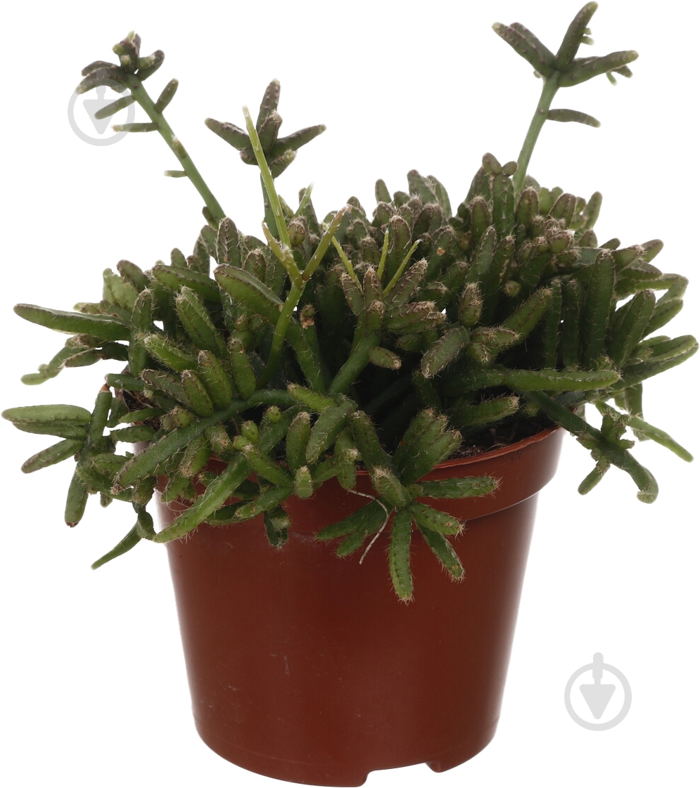 Растение Рипсалис 9/20 - фото 1 Растение Рипсалис 9/20 - фото 1