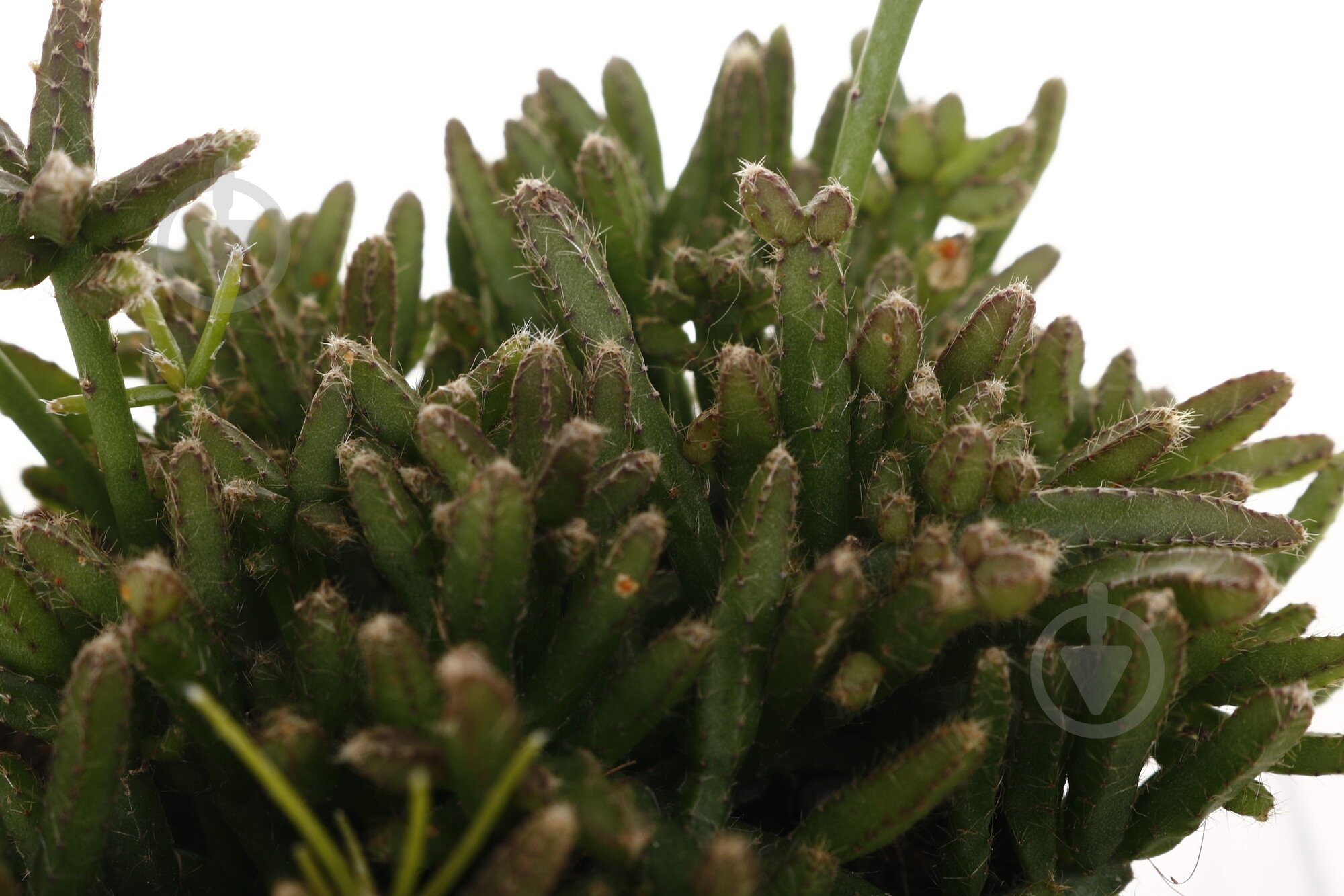 Растение Рипсалис 9/20 - фото 2 Растение Рипсалис 9/20 - фото 2