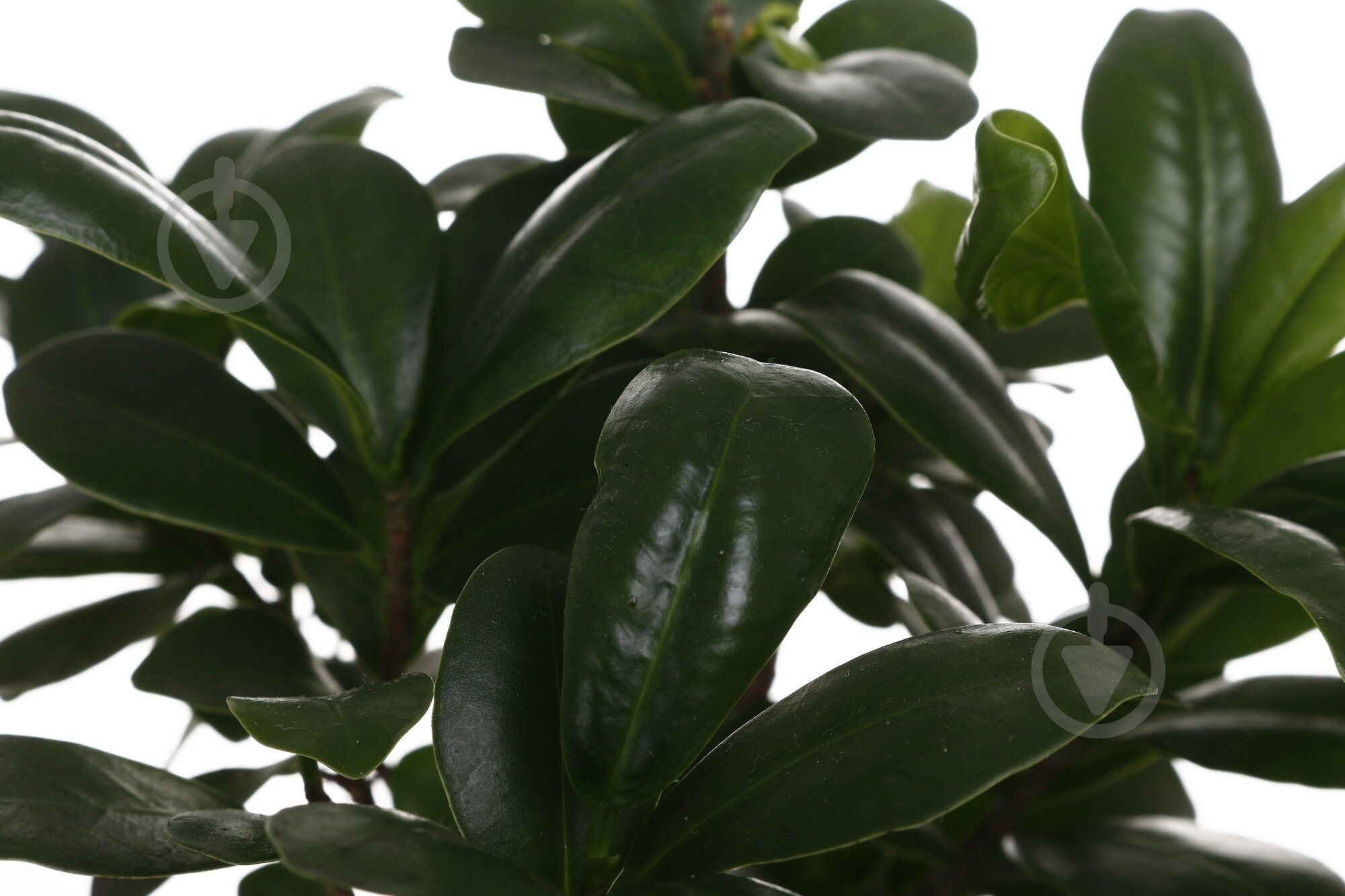 Растение Бонсай Микрокарпа d12/h35 - фото 2 Растение Бонсай Микрокарпа d12/h35 - фото 2