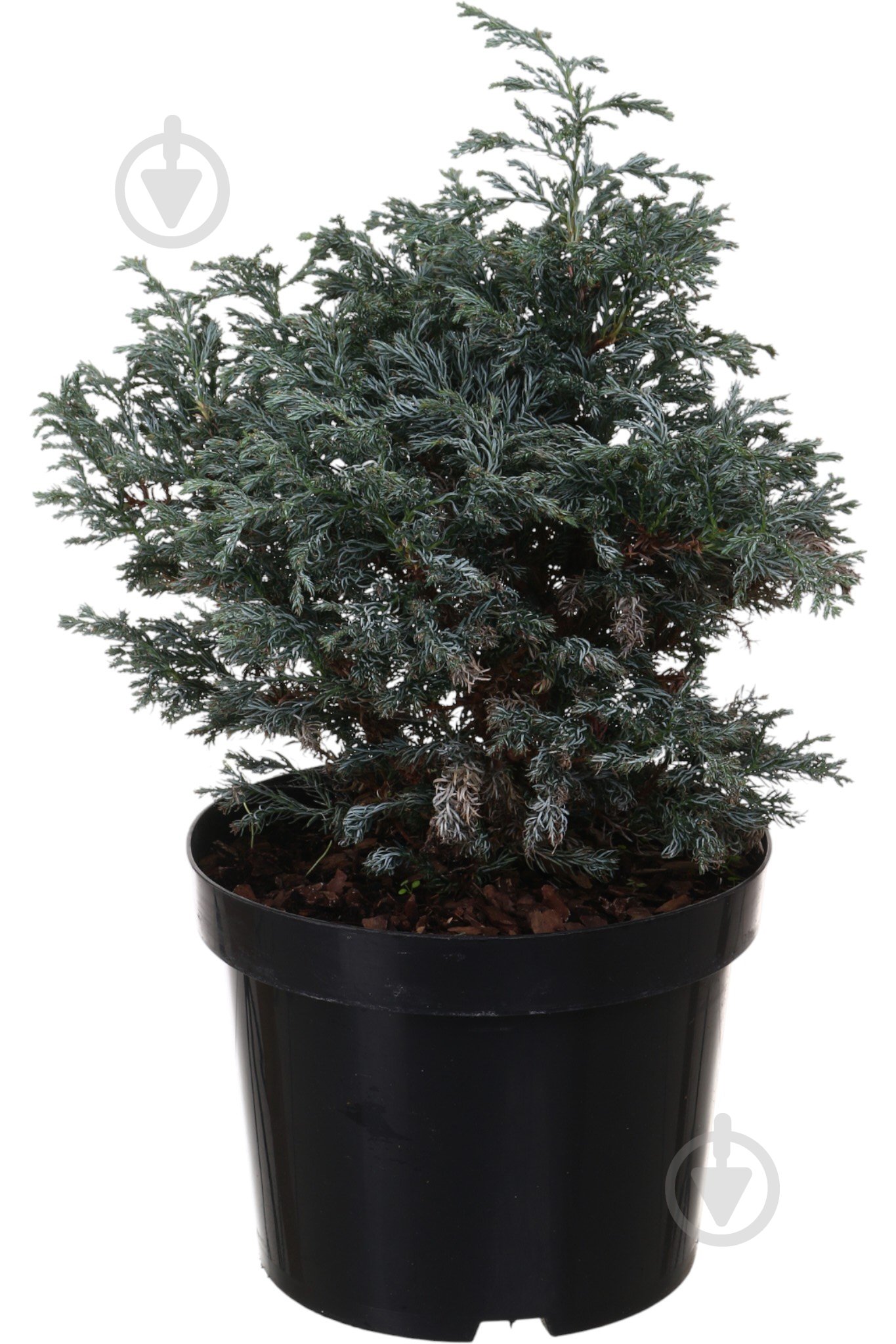 Растение Кипарисовик Boulevard C5 - фото 1 Растение Кипарисовик Boulevard C5 - фото 1