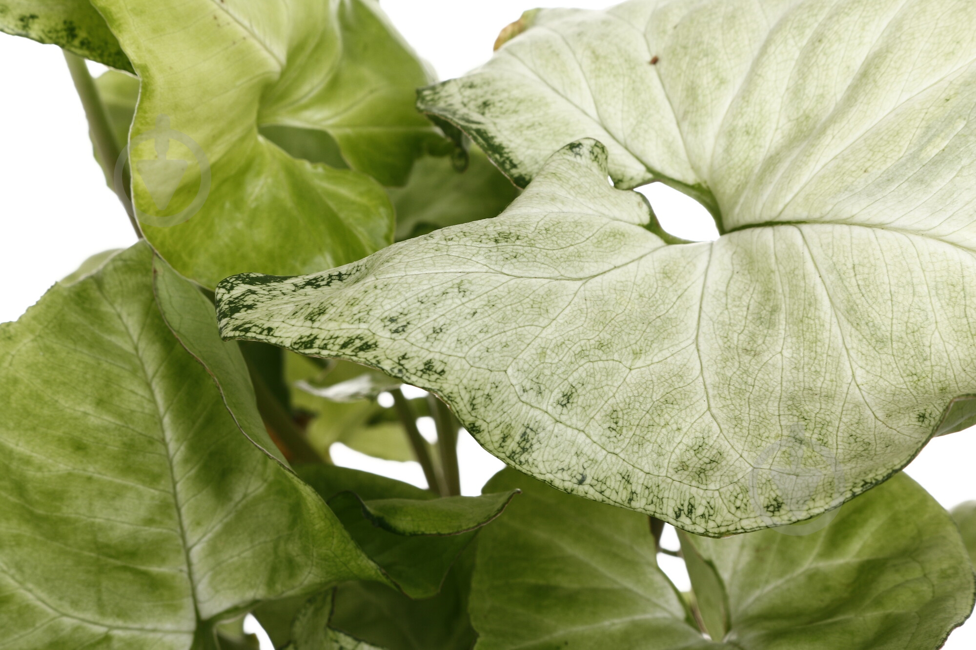 Растение Сингониум микс d14/h25 - фото 2