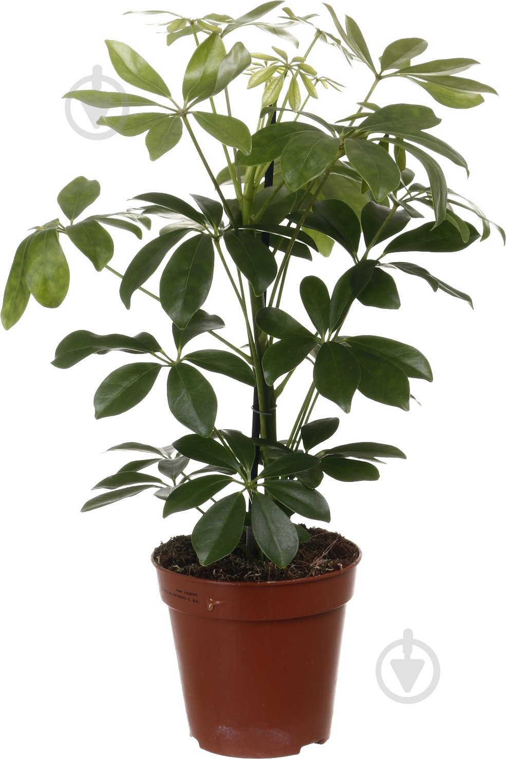 Растение Шефлера Мелани d13/h40 - фото 1 Растение Шефлера Мелани d13/h40 - фото 1