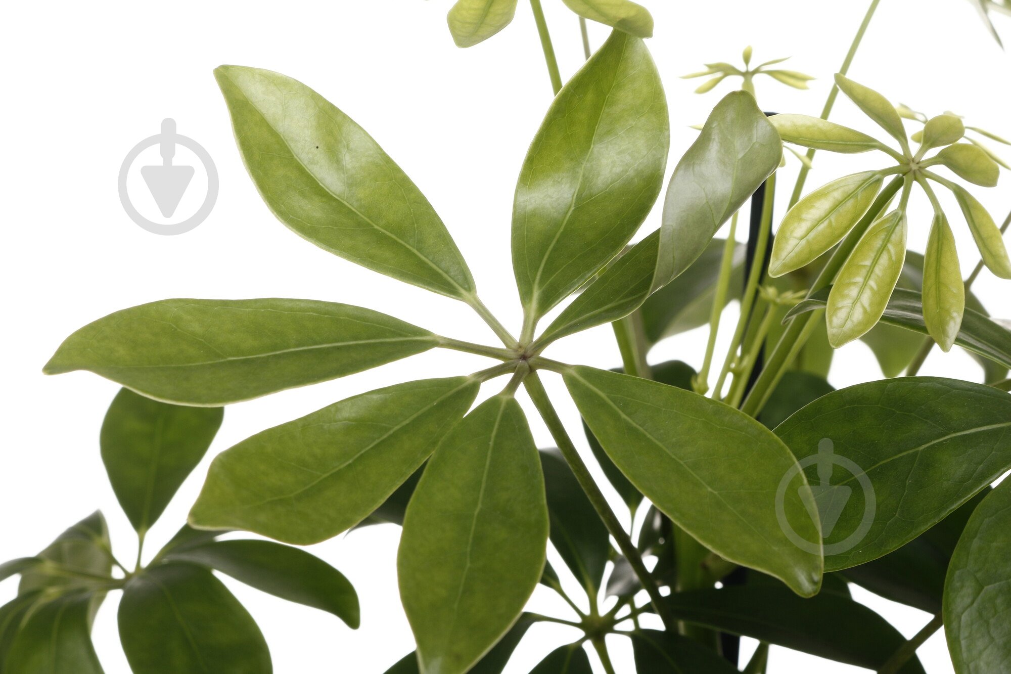 Растение Шефлера Мелани d13/h40 - фото 2 Растение Шефлера Мелани d13/h40 - фото 2