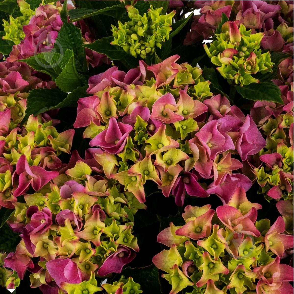 Растение Гидрангия 11/30 микс - фото 5