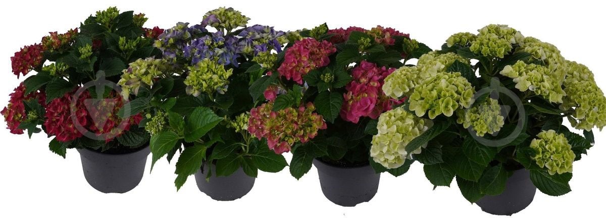 Растение Гидрангия 11/30 микс - фото 1