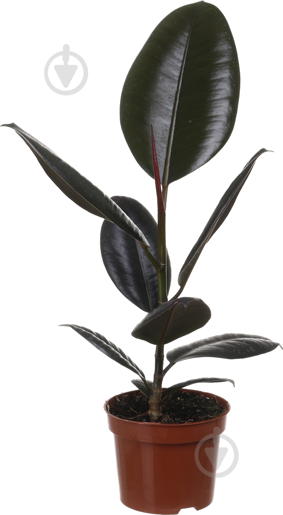 Растение Фикус Робуста d12/h40 - фото 1