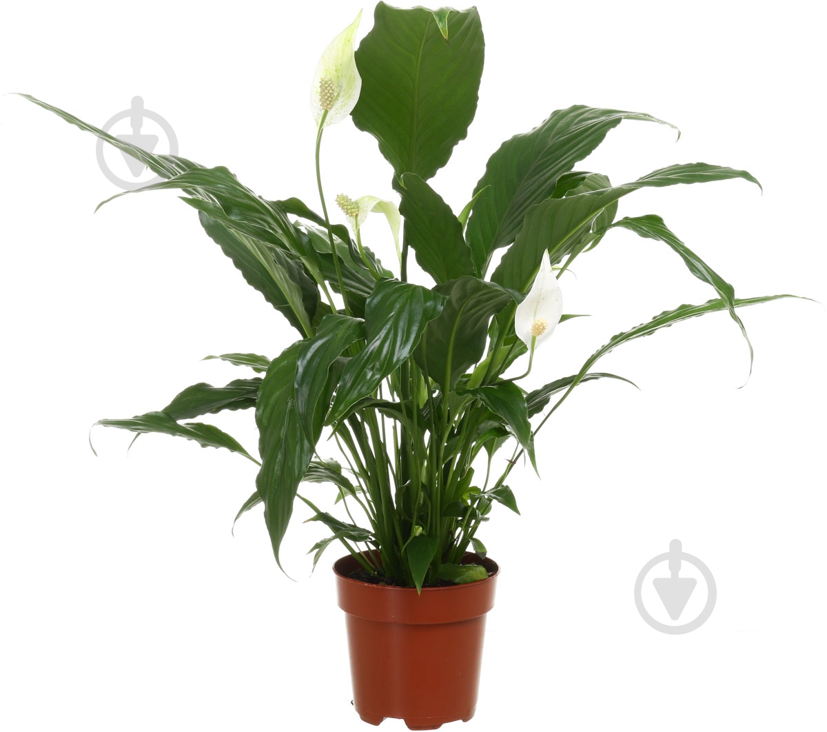 Растение Спатифилум 13х55 см Свит - фото 1