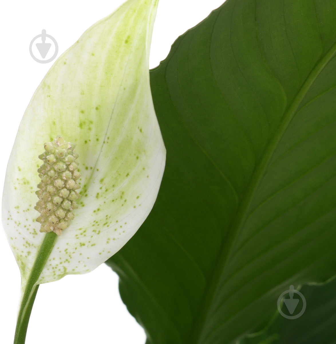 Растение Спатифилум 13х55 см Свит - фото 2